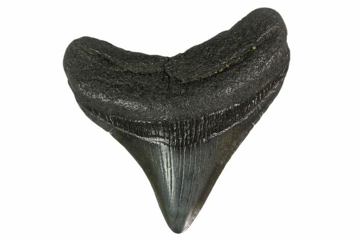 Posterior Megalodon Tooth - South Carolina #130785